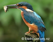 Otorohanga Kiwi House & Native Bird Park